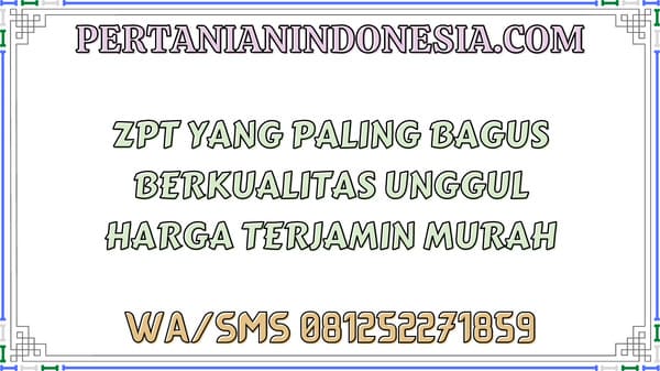 ZPT Yang Paling Bagus Berkualitas Unggul Harga Terjamin Murah